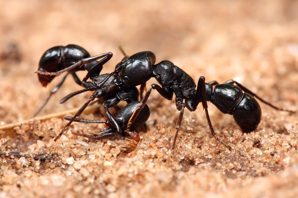 Ants