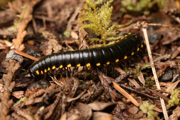 Centipedes & Millipedes