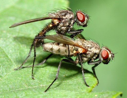 Flies