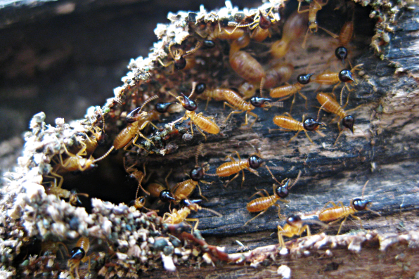 Termites