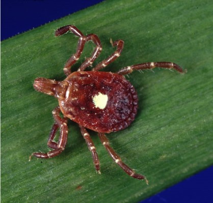 Ticks